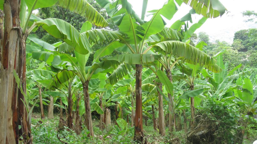 Agriculture and Fisheries - NDP SVG